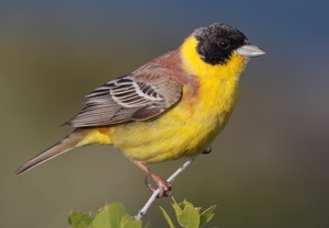 Хөмрөг (Хартолгой хөмрөг)